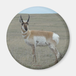 A28 Pronghorn Antelope Young Buck Magnet