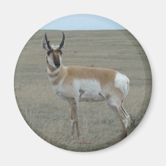 A28 Pronghorn Antelope Young Buck Magnet (Vorne)