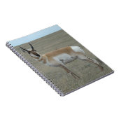A28 Pronghorn Antelope Young Buck Notizblock (Rechte Seite)