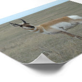 A28 Pronghorn Antelope Young Buck Poster (Ecke)