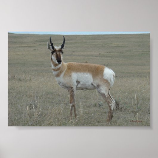 A28 Pronghorn Antelope Young Buck Poster (Vorne)