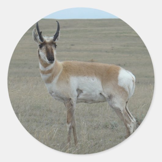 A28 Pronghorn Antelope Young Buck Runder Aufkleber (Vorderseite)