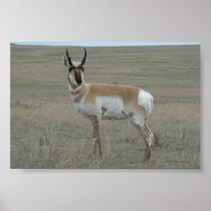 A28 Pronghorn Antilope Young Buck Poster