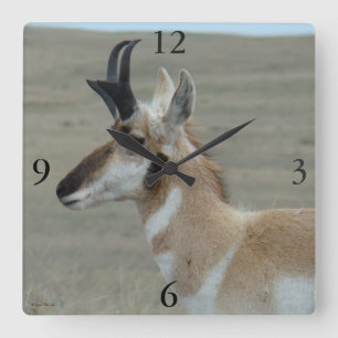 A29 Gabelbock Jungbock Kopfprofil Quadratische Wanduhr