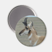 A29 Pronghorn Antelope Young Buck Head Profil Magnet (Vorderseite/Rückseite)