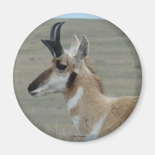 A29 Pronghorn Antelope Young Buck Head Profil Magnet (Vorne)