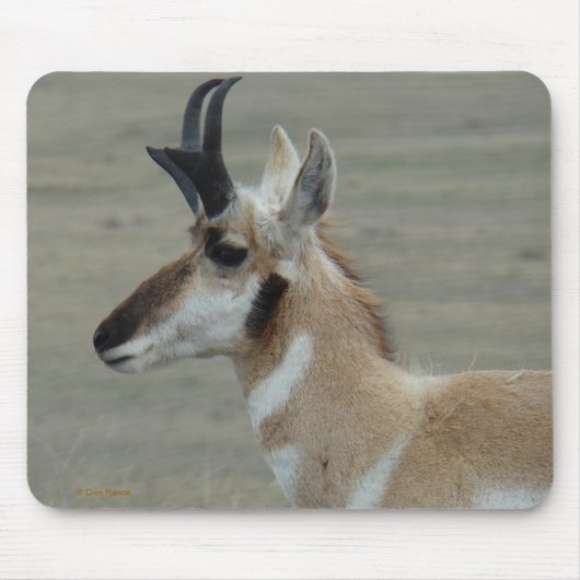 A29 Pronghorn Antelope Young Buck Head Profil Mousepad (Vorne)