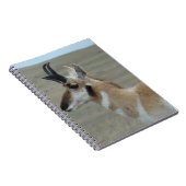 A29 Pronghorn Antelope Young Buck Head Profil Notizblock (Rechte Seite)