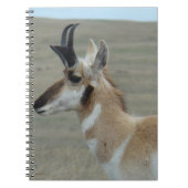 A29 Pronghorn Antelope Young Buck Head Profil Notizblock (Vorderseite)
