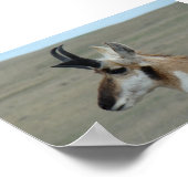 A29 Pronghorn Antelope Young Buck Head Profil Poster (Ecke)