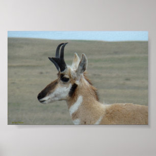 A29 Pronghorn Antelope Young Buck Head Profil Poster