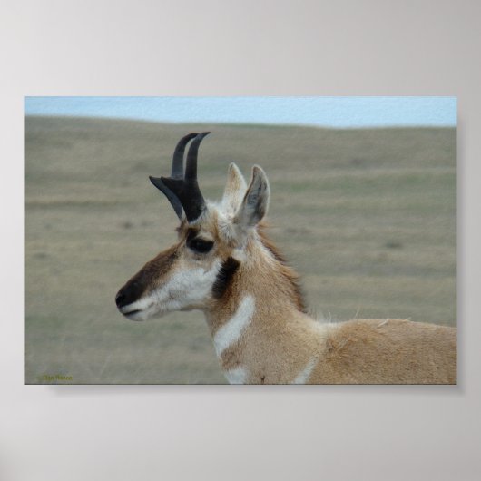 A29 Pronghorn Antelope Young Buck Head Profil Poster (Vorne)