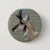 A29 Pronghorn Antilopen-Young Buckhauptprofil Button (Vorderseite)