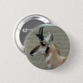 A29 Pronghorn Antilopen-Young Buckhauptprofil Button (Vorne & Hinten)