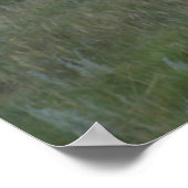 A2 Pronghorn Antelope Poster (Ecke)