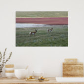 A2 Pronghorn Antelope Poster (Küche)