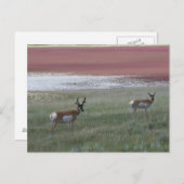 A2 Pronghorn Antelope Postkarte (Vorne/Hinten)