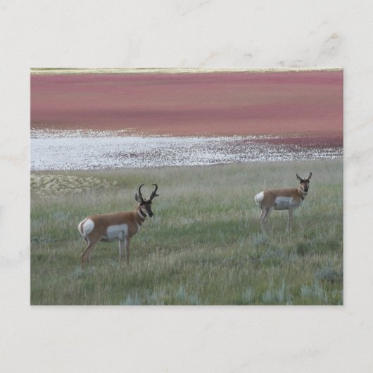 A2 Pronghorn Antelope Postkarte (Vorderseite)