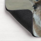 A30 Gabelbock Junger Bock Kopfschuss Mousepad (Ecke)