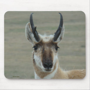 A30 Gabelbock Junger Bock Kopfschuss Mousepad