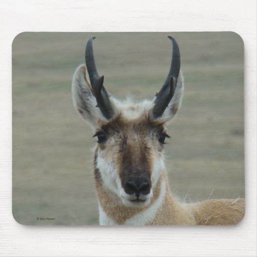 A30 Gabelbock Junger Bock Kopfschuss Mousepad (Vorne)