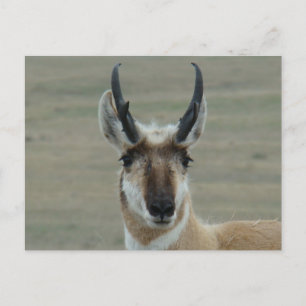 A30 Gabelbock Junger Bock Kopfschuss Postkarte