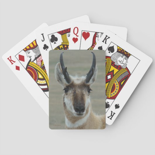 A30 Gabelbock Junger Bock Kopfschuss Spielkarten (Rückseite)