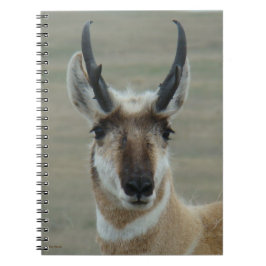 A30 Pronghorn Antelope Young Buck Head Shot Notizblock