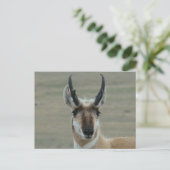 A30 Pronghorn Antelope Young Buck Head Shot Postkarte (Stehend Vorderseite)