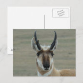 A30 Pronghorn Antelope Young Buck Head Shot Postkarte (Vorne/Hinten)