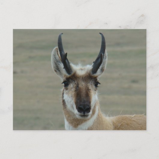 A30 Pronghorn Antelope Young Buck Head Shot Postkarte (Vorderseite)