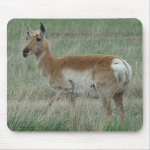 A31 Gabelbock Weibchen Mousepad
