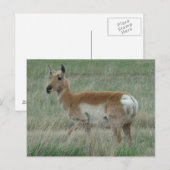A31 Gabelbock Weibchen Postkarte (Vorne/Hinten)