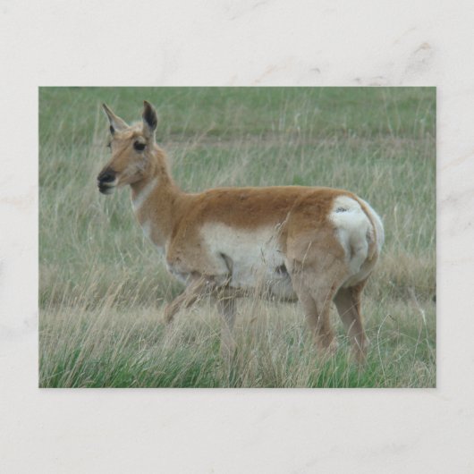 A31 Gabelbock Weibchen Postkarte (Vorderseite)