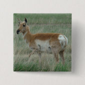 A31 Pronghorn Antelope Doe Button (Vorderseite)