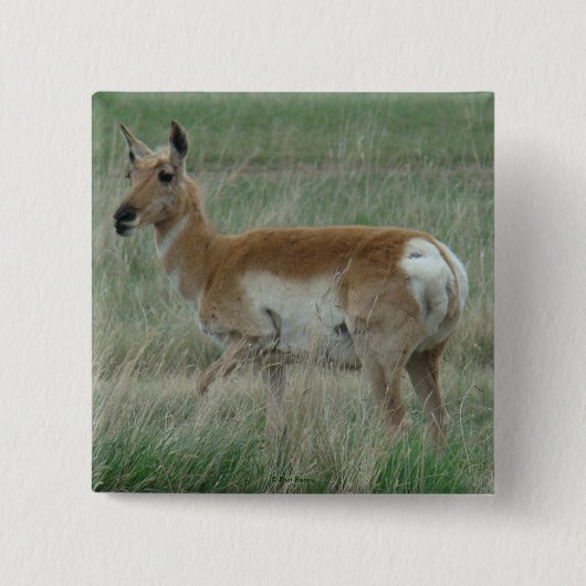 A31 Pronghorn Antelope Doe Button (Vorderseite)