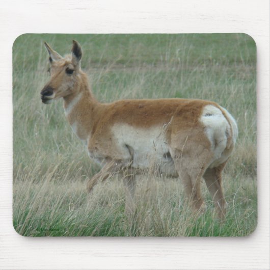 A31 Pronghorn Antelope Doe Mousepad (Vorne)