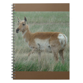 A31 Pronghorn Antelope Doe Notizblock