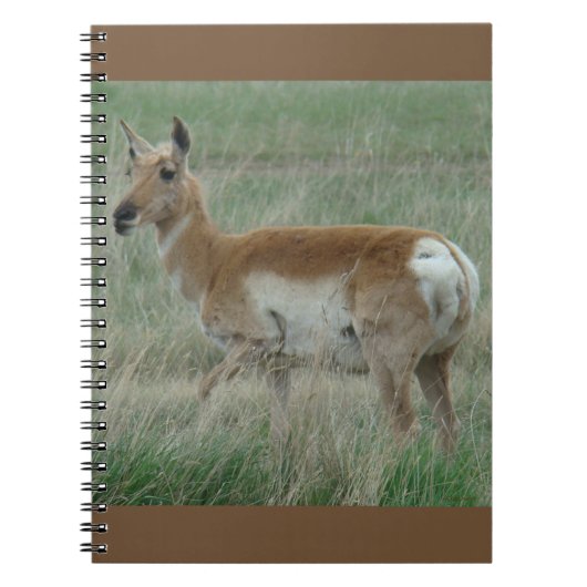 A31 Pronghorn Antelope Doe Notizblock (Vorderseite)