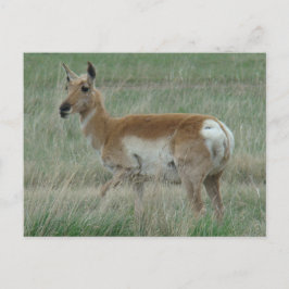 A31 Pronghorn Antelope Doe Postkarte