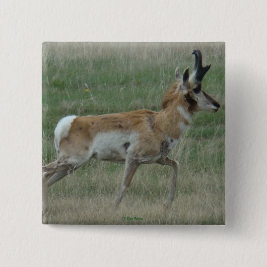 A32 Pronghorn Antelope Buck Button (Vorderseite)