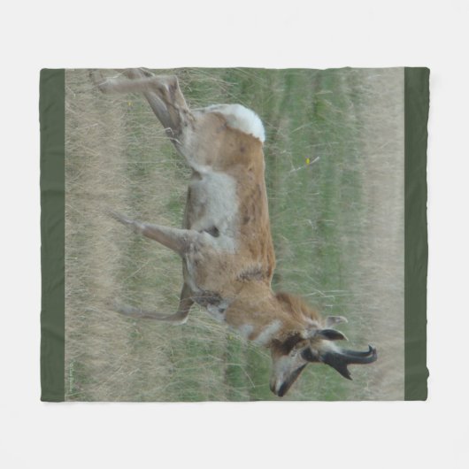 A32 Pronghorn Antelope Buck Fleecedecke (Vorderseite (Horizontal))