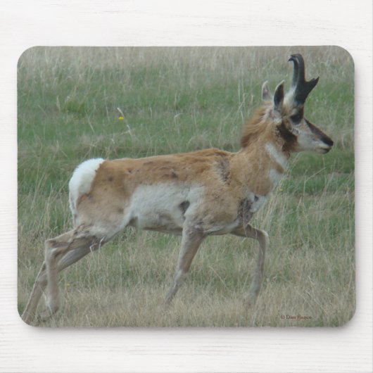 A32 Pronghorn Antelope Buck Mousepad (Vorne)