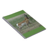 A32 Pronghorn Antelope Buck Notizblock (Rechte Seite)