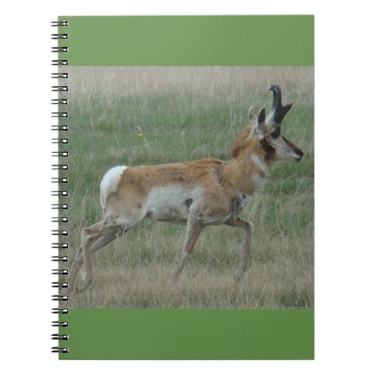 A32 Pronghorn Antelope Buck Notizblock (Vorderseite)