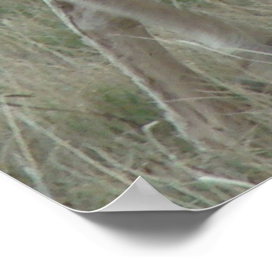 A32 Pronghorn Antelope Buck Poster (Ecke)