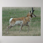 A32 Pronghorn Antelope Buck Poster (Vorne)