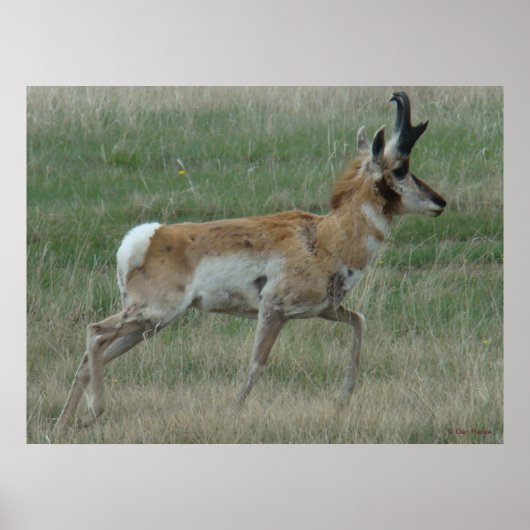 A32 Pronghorn Antelope Buck Poster (Vorne)