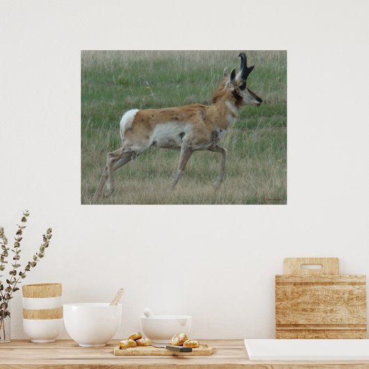 A32 Pronghorn Antelope Buck Poster (Küche)
