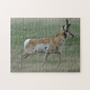A32 Pronghorn Antelope Puzzle